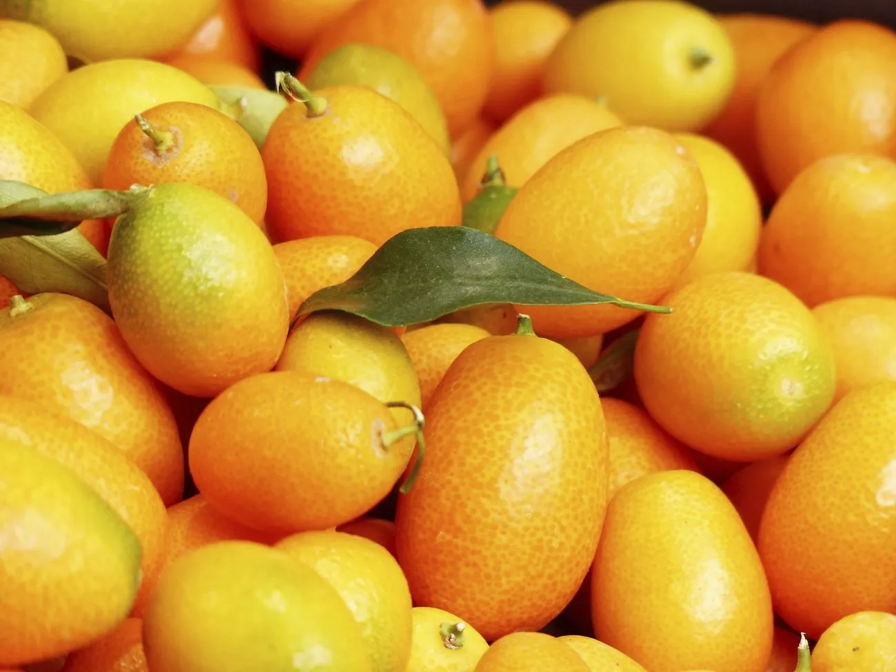 Pile of kumquat fruit