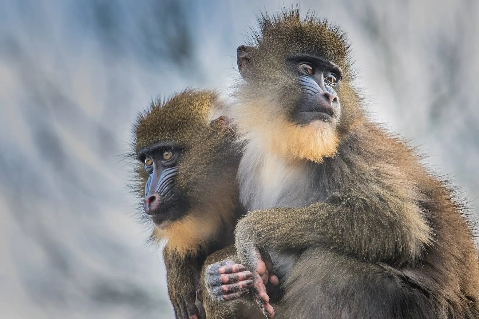 animal animal photography ape blur